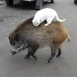 Компостный бот