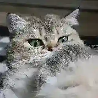 Кот-бот Иду Бегу Еду