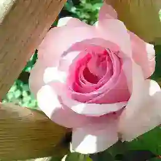 اذان و نماز اول وقت