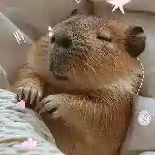 CAPYBARA LUCU