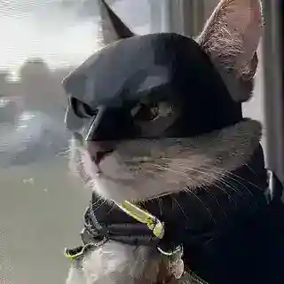 Gato Series