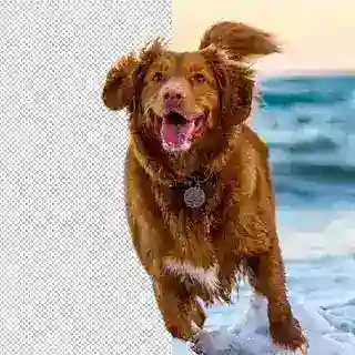 Easy Background Remover