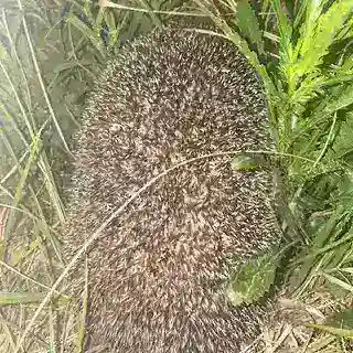 GGHEDGEHOG