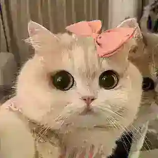 Китти