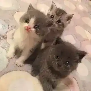 Котики предложка