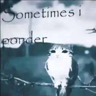 ꒰ Meowl тейки ꒱