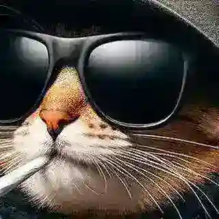 Media Black Cat