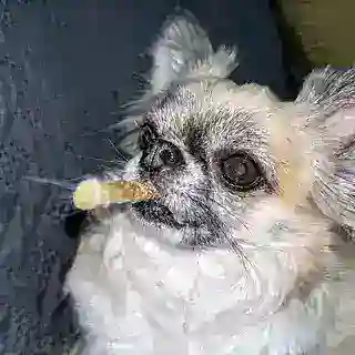 Пётр stars