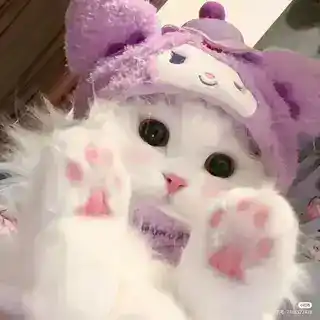 ˹ѕʜιzυᴋᴀ ꭙ ᴍυѕιᴄ˼