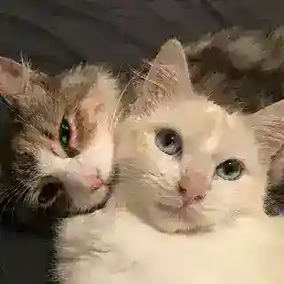 حقوق المتحركات - GiF