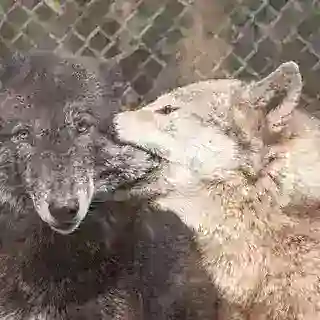 🐺ᱦ꤀꤈꤂ꤕ᥉ ꤍ꤀ꤙક | 𑀱ꤌӄꤕ᥉🤍