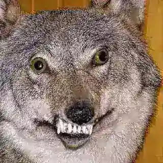 Wolkistan Registration