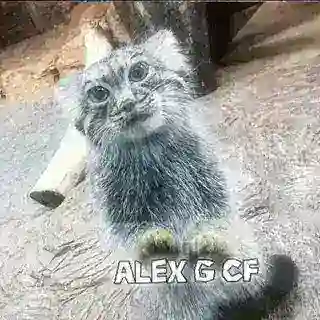 алекс джи кф тейк бот
