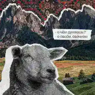 almcf тейки