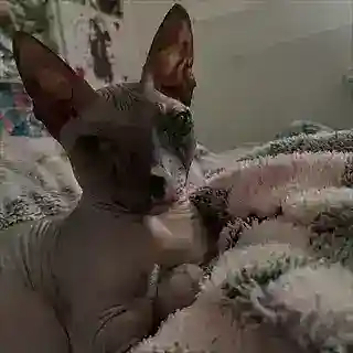 Анубис