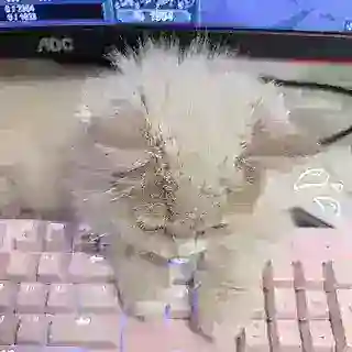 Донатики