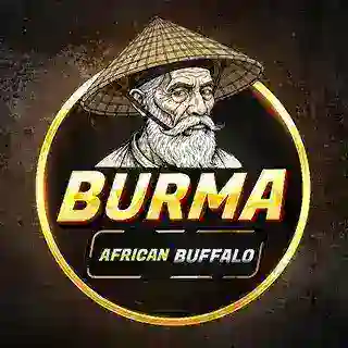 Burma African Buffalo