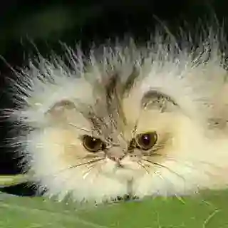 Котогусеница тейк бот