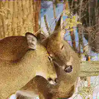 Deer confession bot 2!!