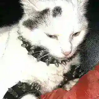 готик ос тейки