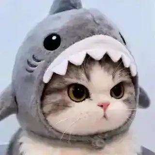 ~ 🐈 𝅄 ֹ ִ 𝗖𝗶𝗽𝗵𝗲𝗿 𝗖𝗮𝘁