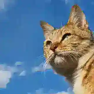 𝙆𝙃𝘼𝙉 𝙆𝙄𝙏 𝘽𝙊𝙏 ⚡