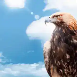 老鹰🦅波场地址定制