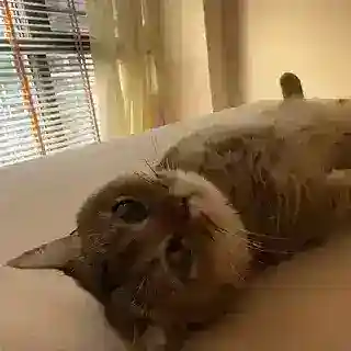 秋风の秋枫🍁