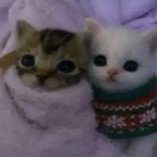 тейки нон популяр