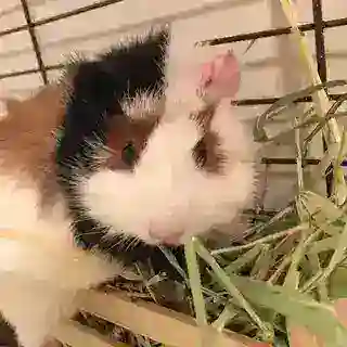 pets cf bot ⌗ тейки