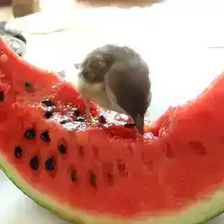 пТИчкиэ...1!!!!!1! ^_^