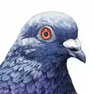 Pigeon