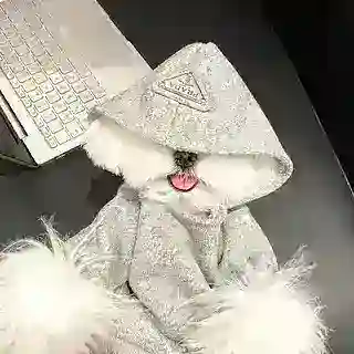七七👀