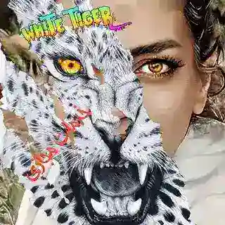 پنل فروش خدمات مجازی ممبر فالور تایگرtop