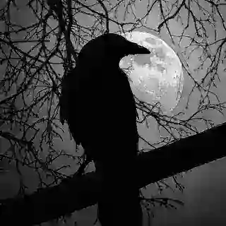 Raven
