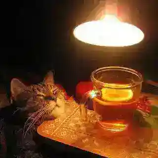 учёбакф бот