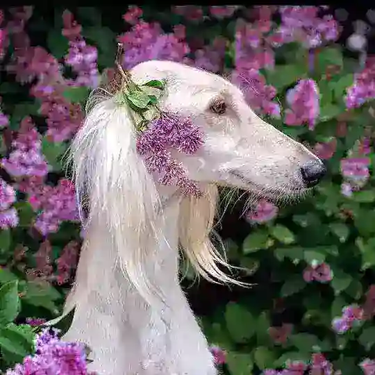 борзойкф тейкбль