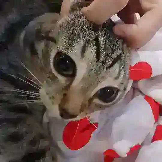 Cᴀᴛ’s Tᴀᴋᴇ