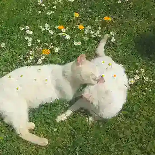 Кошки тейки