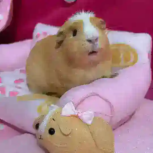 Тейки