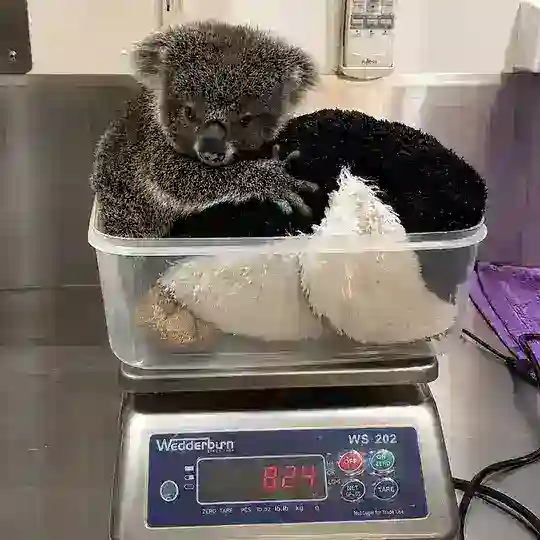 RAFA Donation Tracker