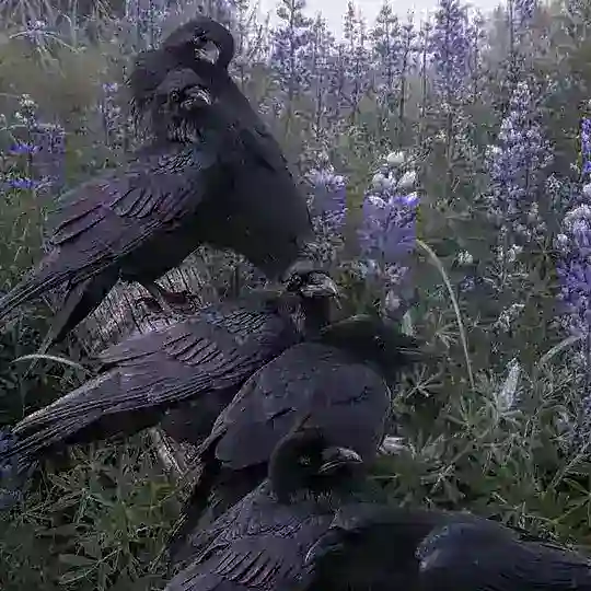 Ravens