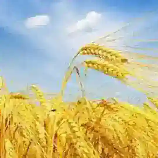 תזכורת ספירת העומר 🌾