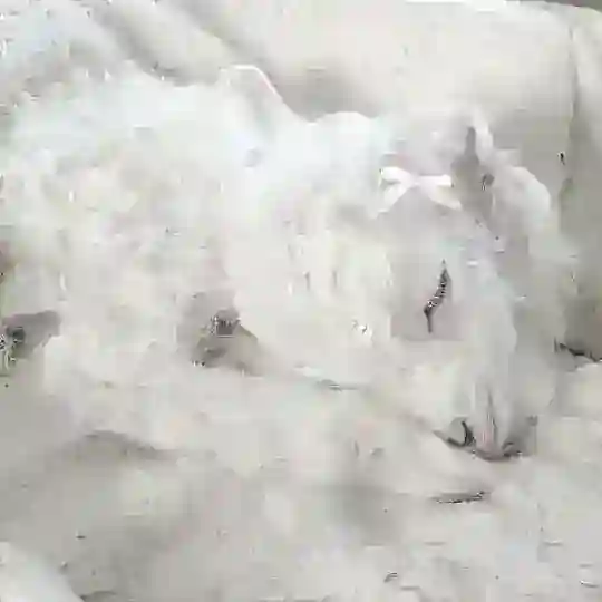 Тейки барашкинов