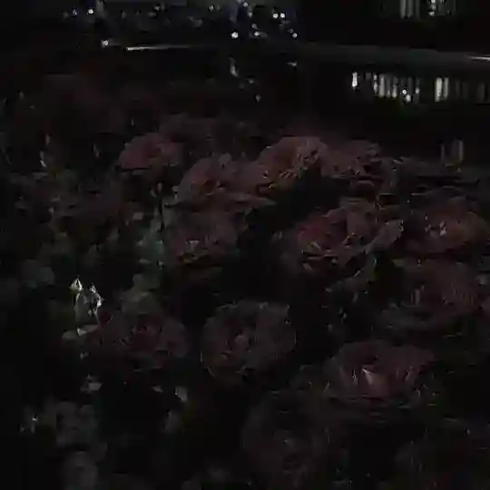 . . . Не подаришь ли ты увядший цветок?