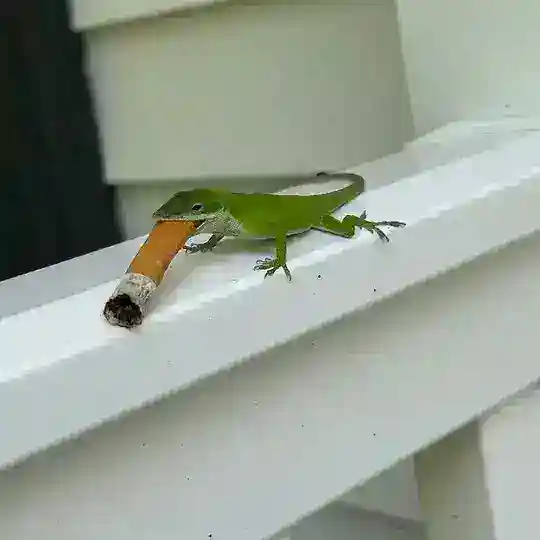 𝐕𝐢𝐧𝐥𝐢𝐚𝐳𝐨 bot