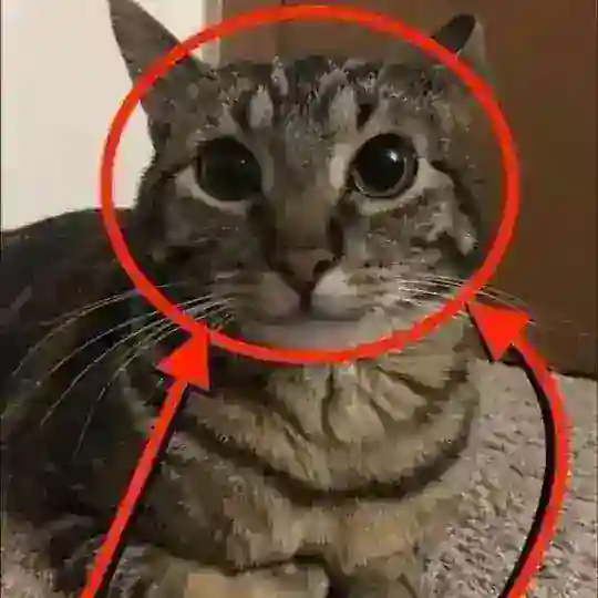 [☀️🐺] Вуф кф тейк бот