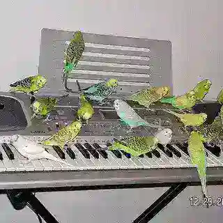 тейки энималсконф
