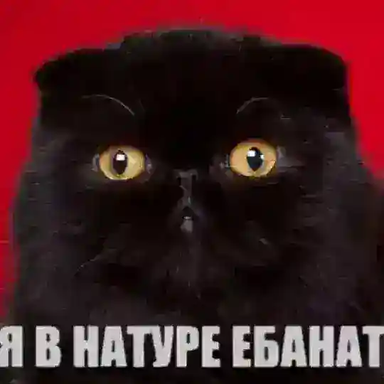 анон тоши бот