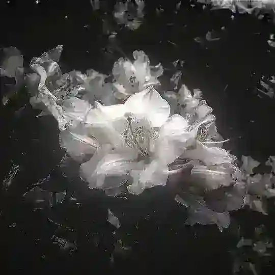 . . .anon ¡!. .Mirble. .{怒り}¿?